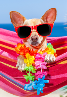Dog enjoying the beach